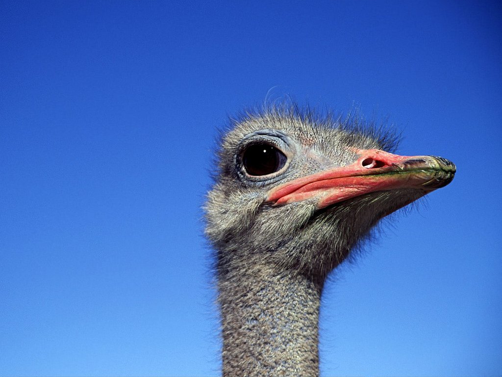 Ostrich, Africa